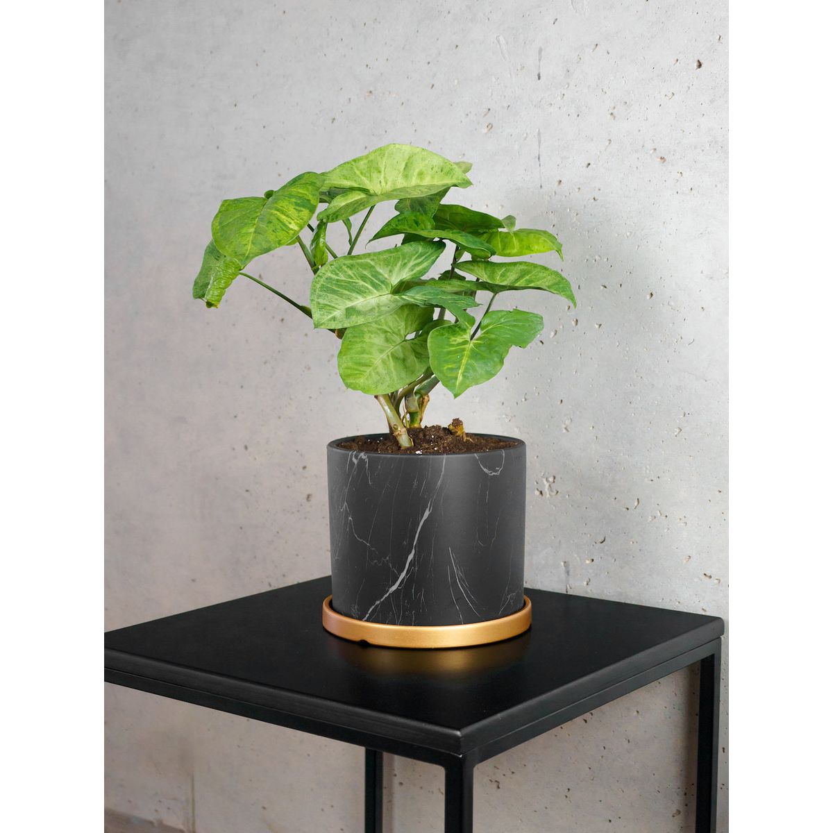 PLANT ME - Silvy Syngonio