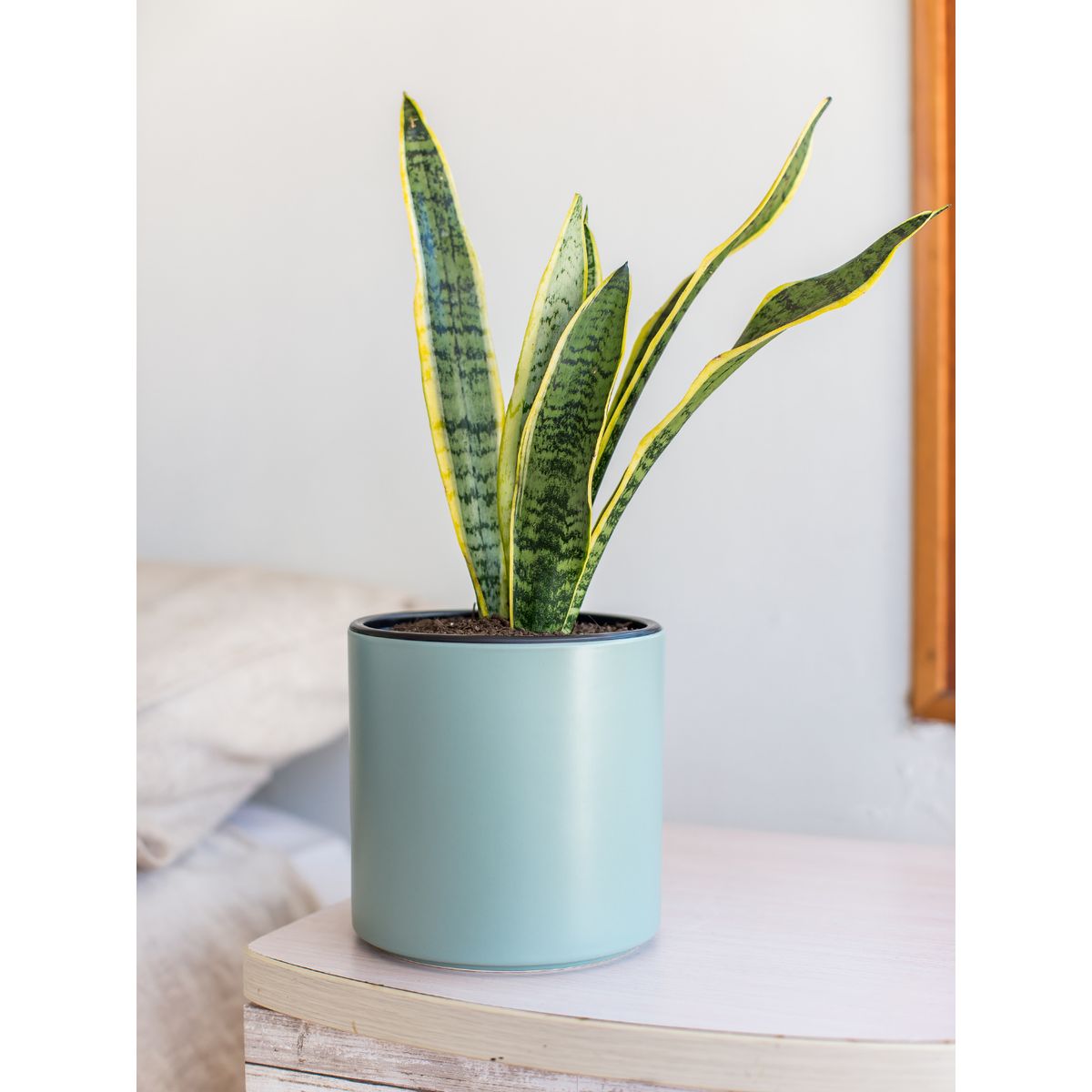 PLANT ME - Baby Susan Sansevieria