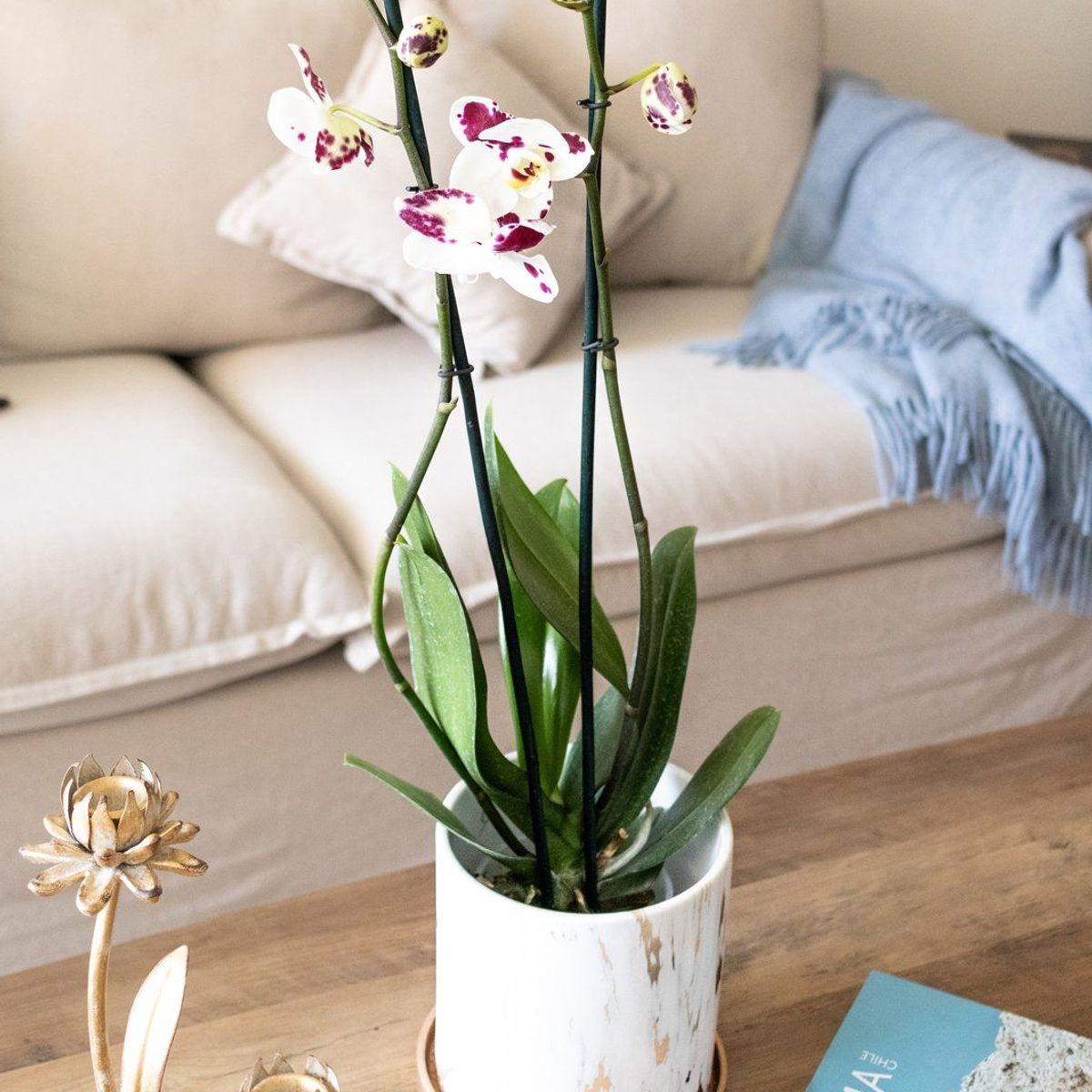 PLANT ME - Ursula Blanca con Fucsia Orquidea grande