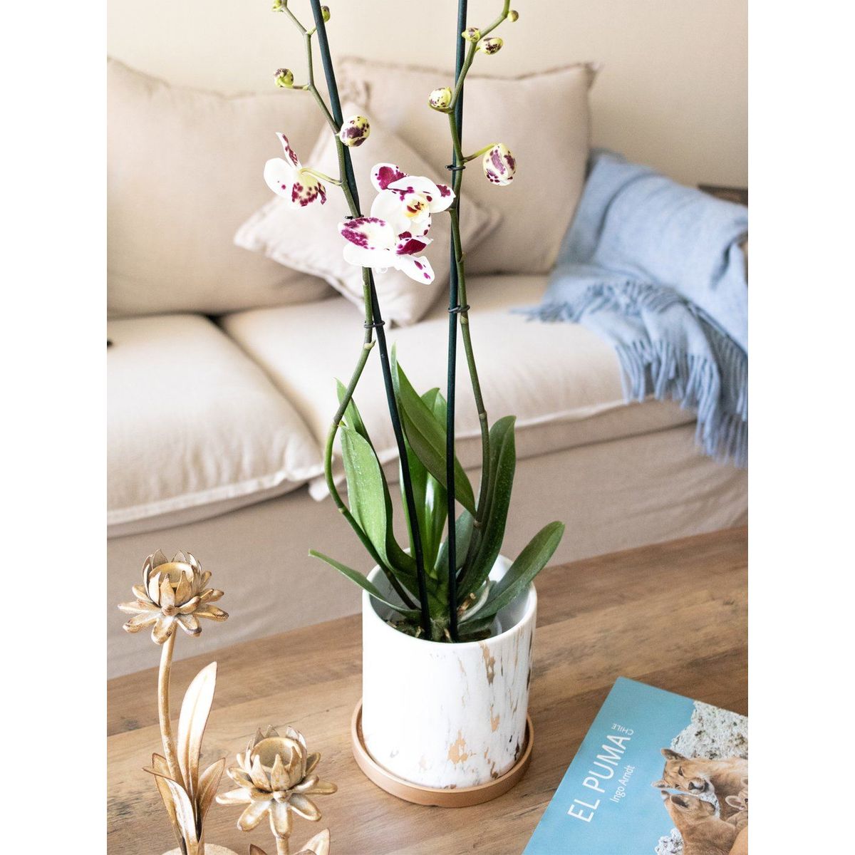 PLANT ME - Ursula Blanca con Fucsia Orquidea grande