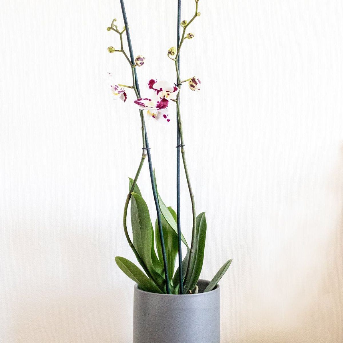 PLANT ME - Ursula Blanca con Fucsia Orquidea grande