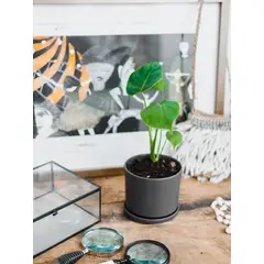 PLANT ME - Baby Mariana Mostera Deliciosa