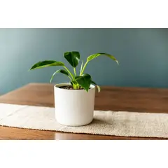 PLANT ME - Berni Philodendro Birkin