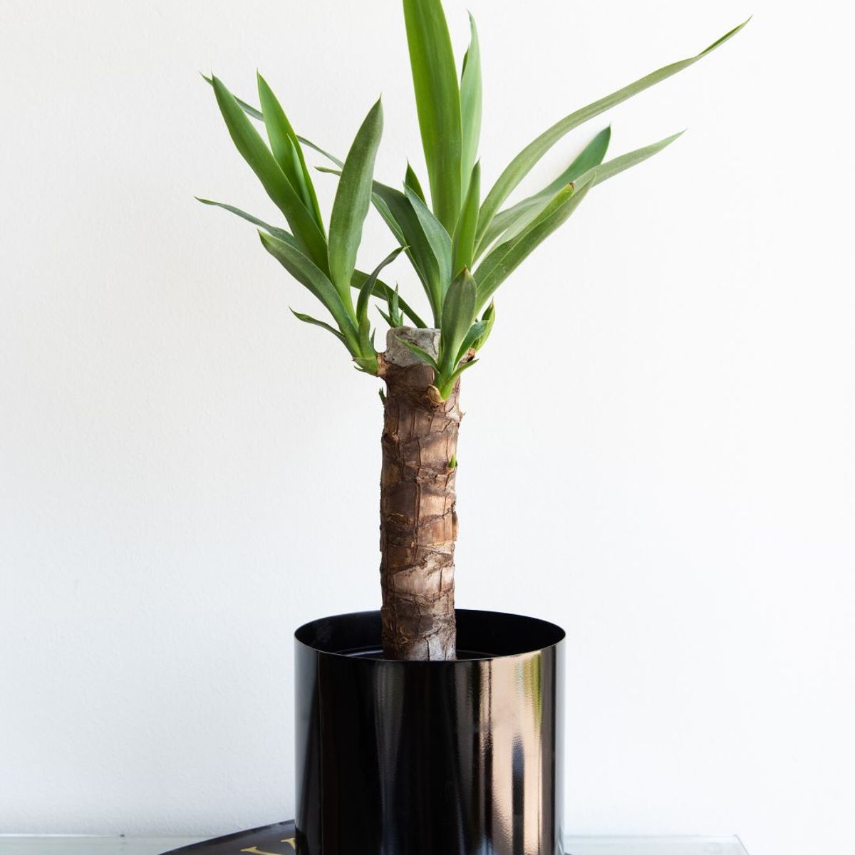 PLANT ME - Baby Yolanda Yucca