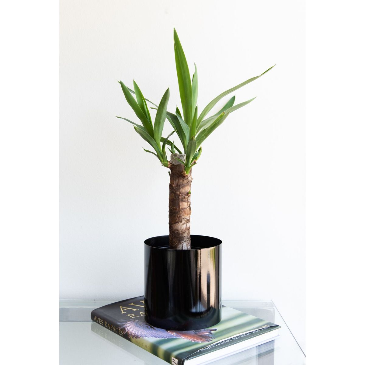 PLANT ME - Baby Yolanda Yucca