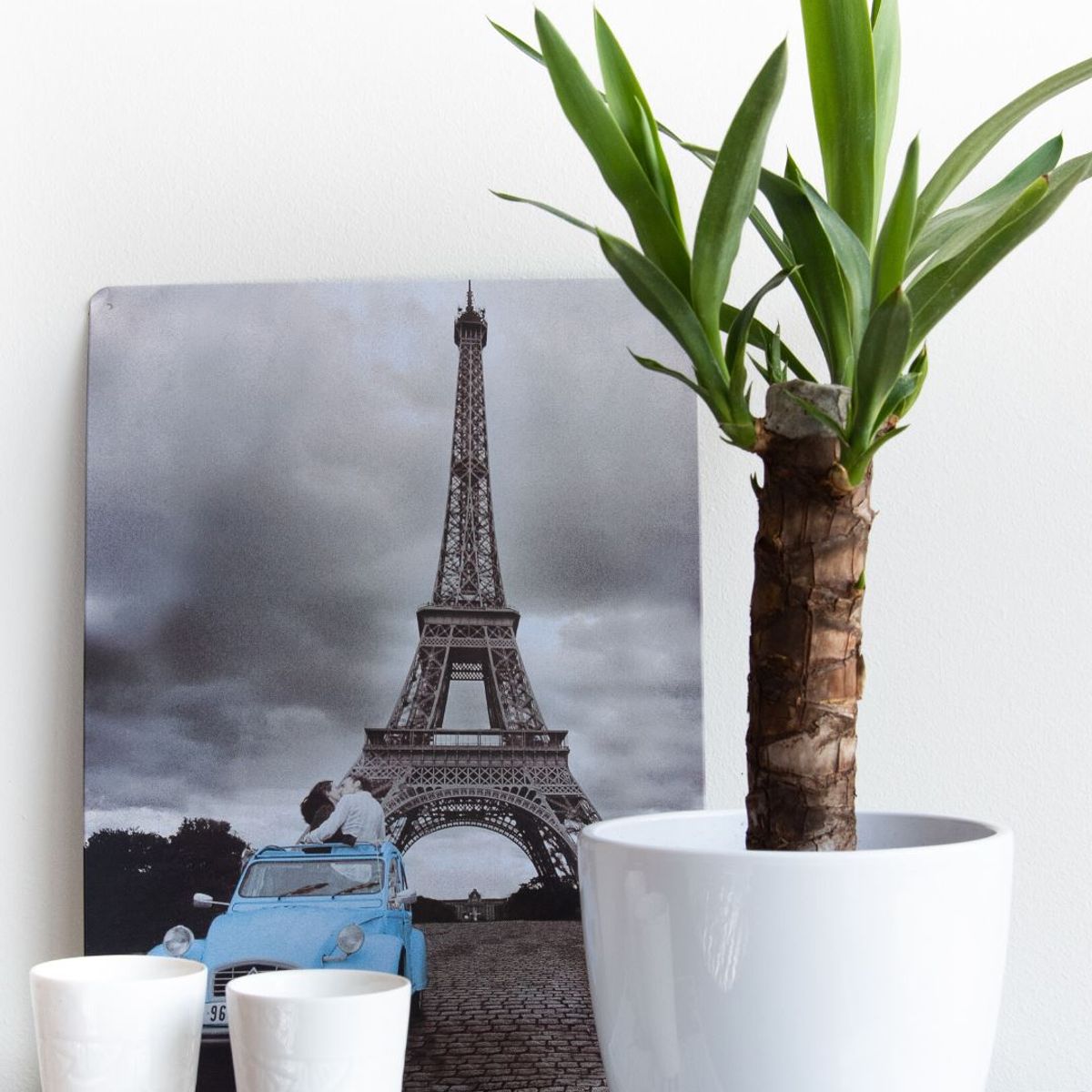 PLANT ME - Baby Yolanda Yucca