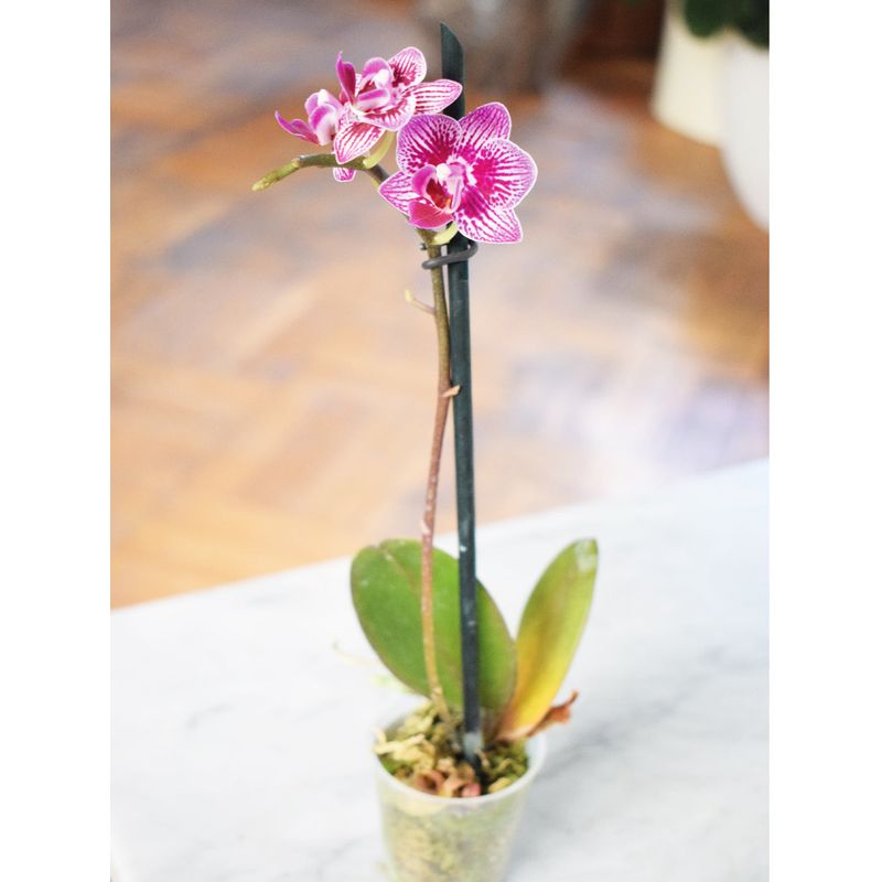 PLANT ME - Ester Rosada Orquidea Chica