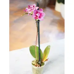 PLANT ME - Ester Rosada Orquidea Chica