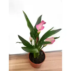 PLANT ME - Calu Cala Rosada