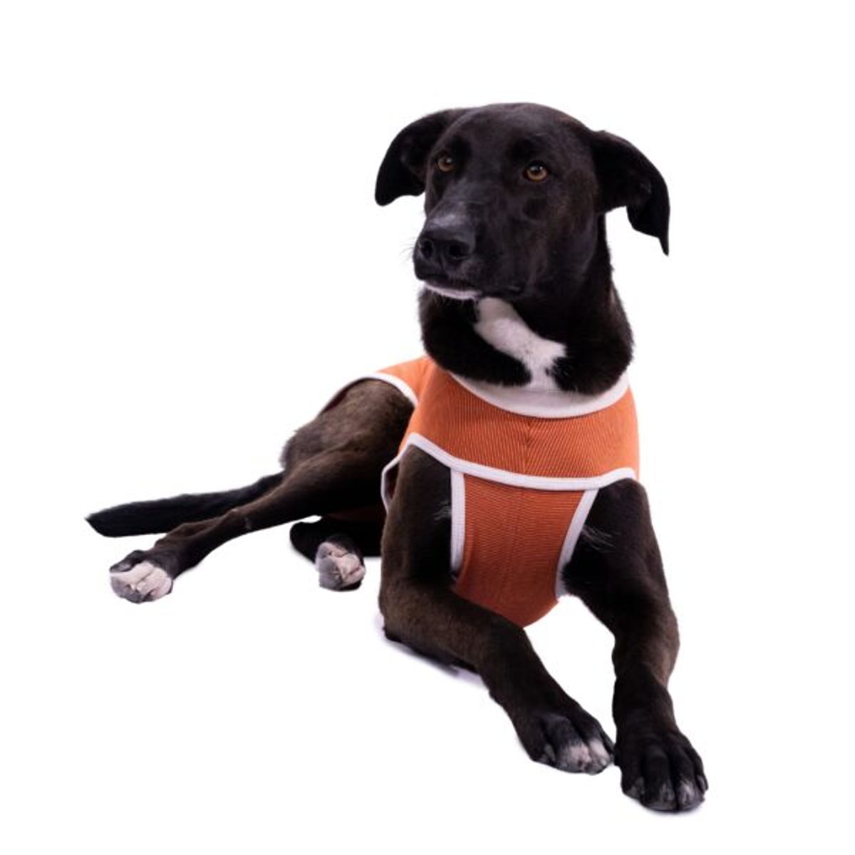 KIMBA - BodyCobre® Kimba Tradicional - Talla 12 (35 - 40 Kg)