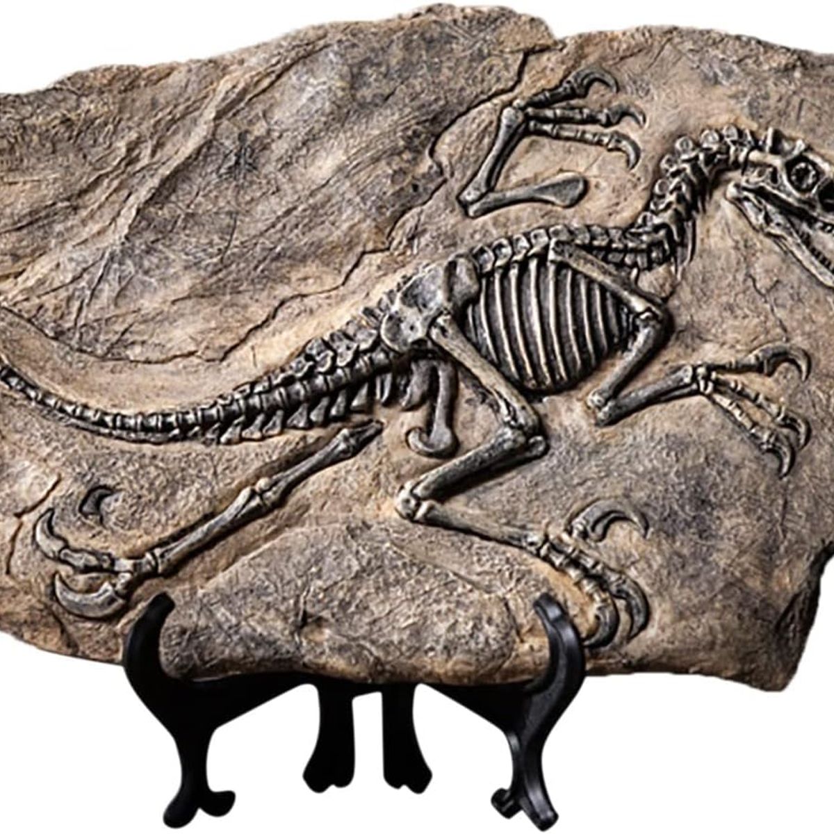 GENERICO - Fósil De Dinosaurio De Resina De Esqueleto