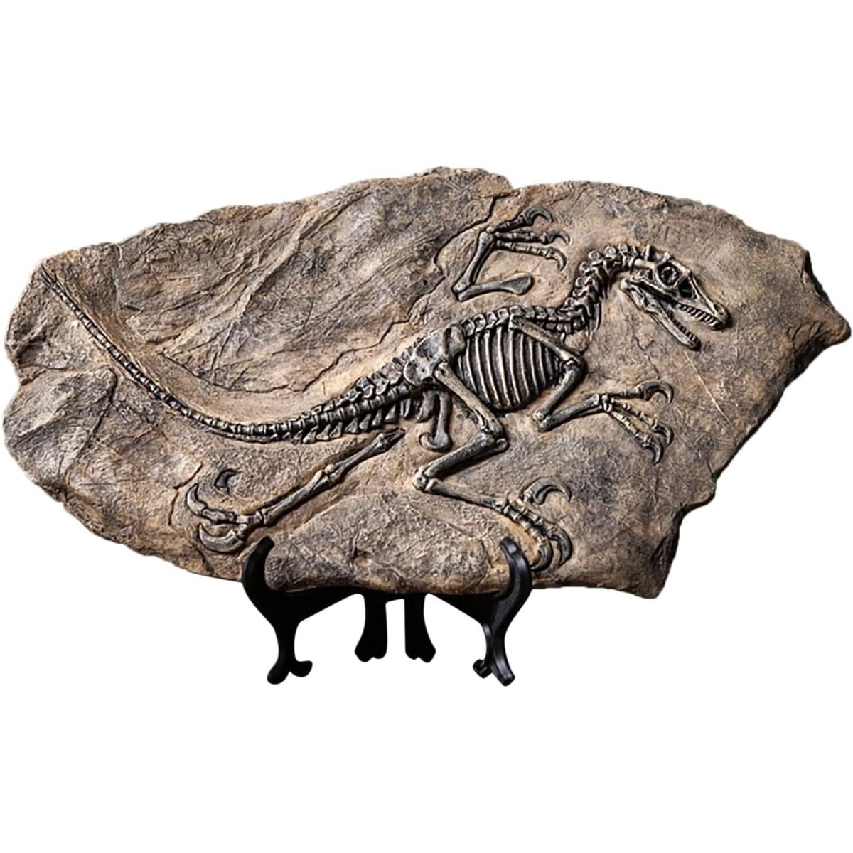 GENERICO - Fósil De Dinosaurio De Resina De Esqueleto