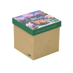 ROCKFORD - Pack 3 Calcetines Beige Gift Cor Mujer