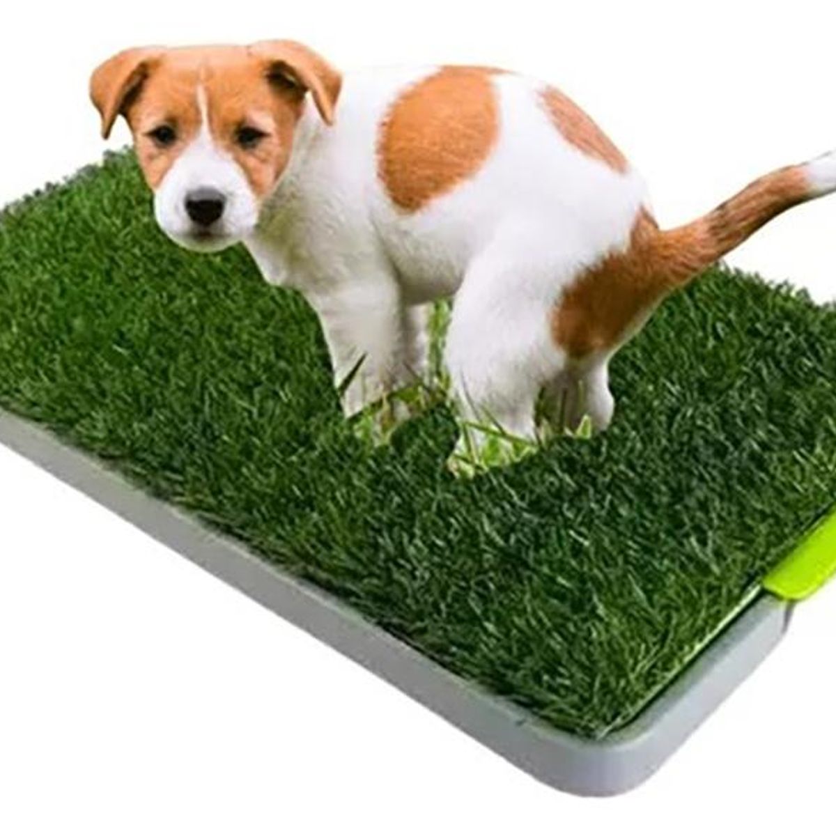 GENERICO - Baño Ecológico para Mascotas Talla M - Entrenador de Aseo