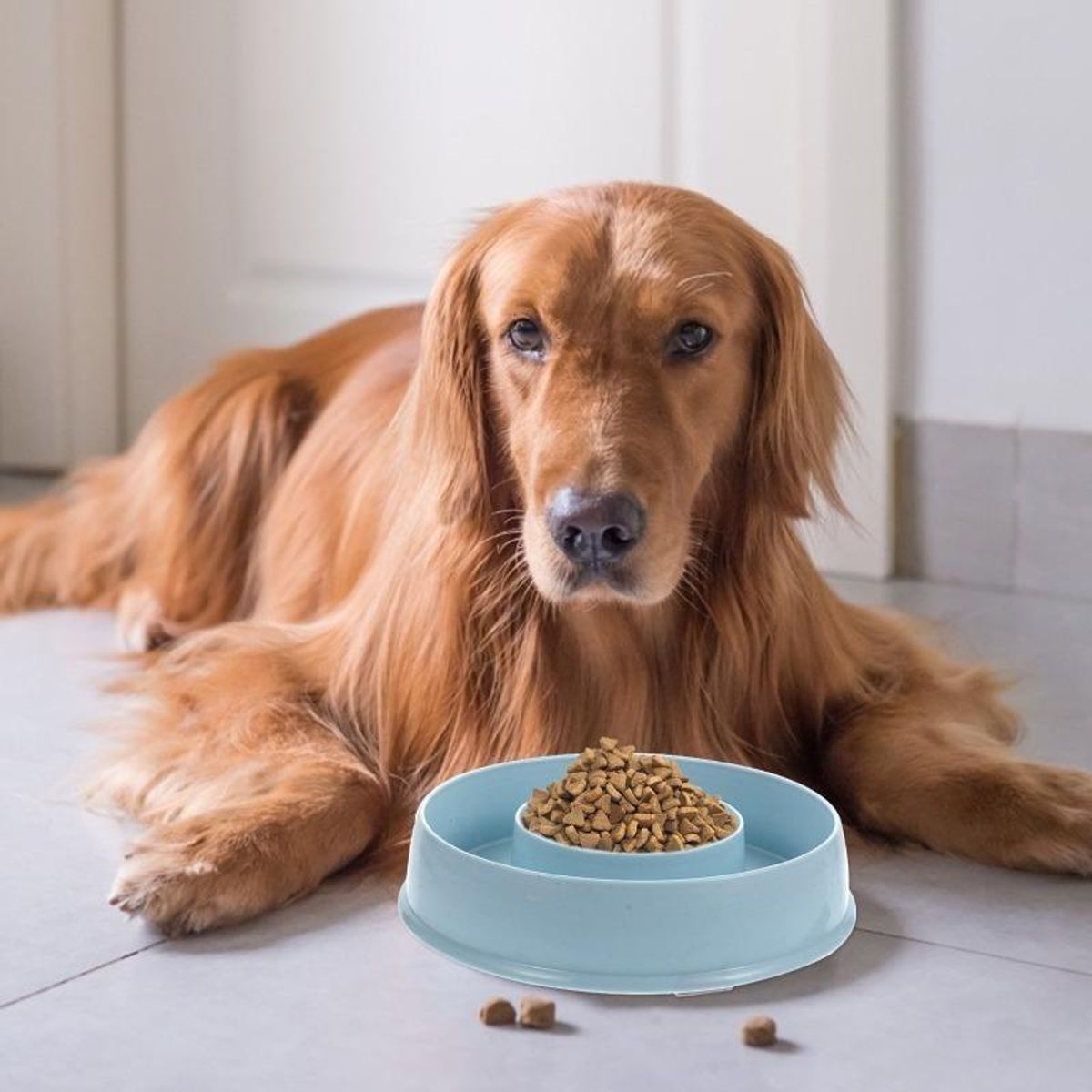 GENERICO - Plato Doble Anti Ansiedad para Comida y Agua de Mascotas