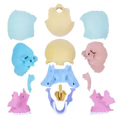 OEM - Rompecabezas 3D Modelo Anatómico del Cráneo Humano 55633