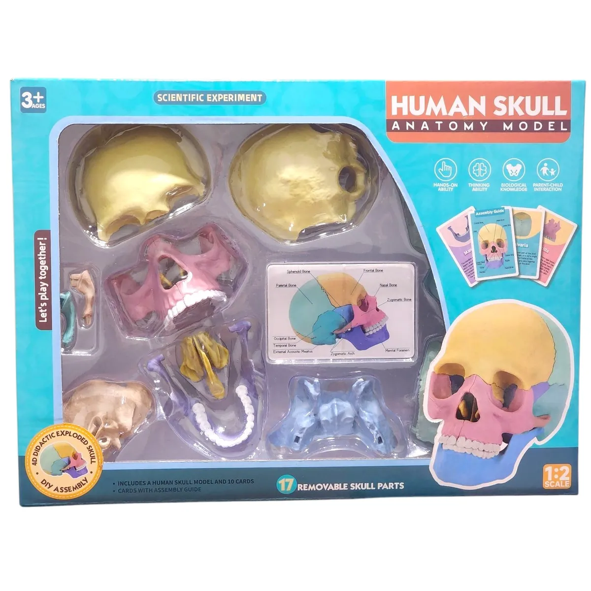 OEM - Rompecabezas 3D Modelo Anatómico del Cráneo Humano 55633