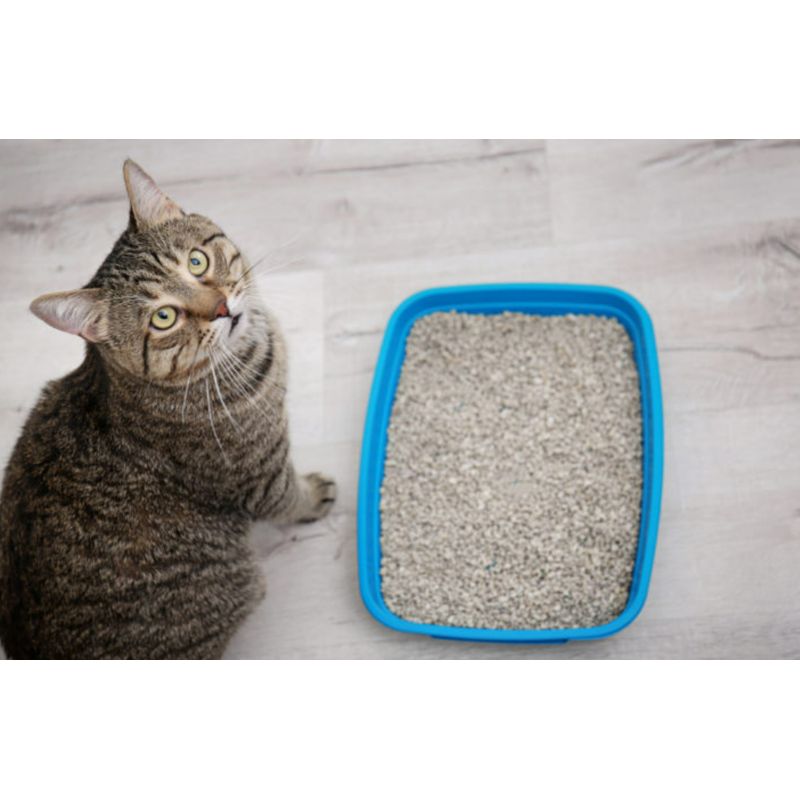 DOG REPUBLIC - Arena para Gatos Bentonita Premium 4 Kg Dog Republic