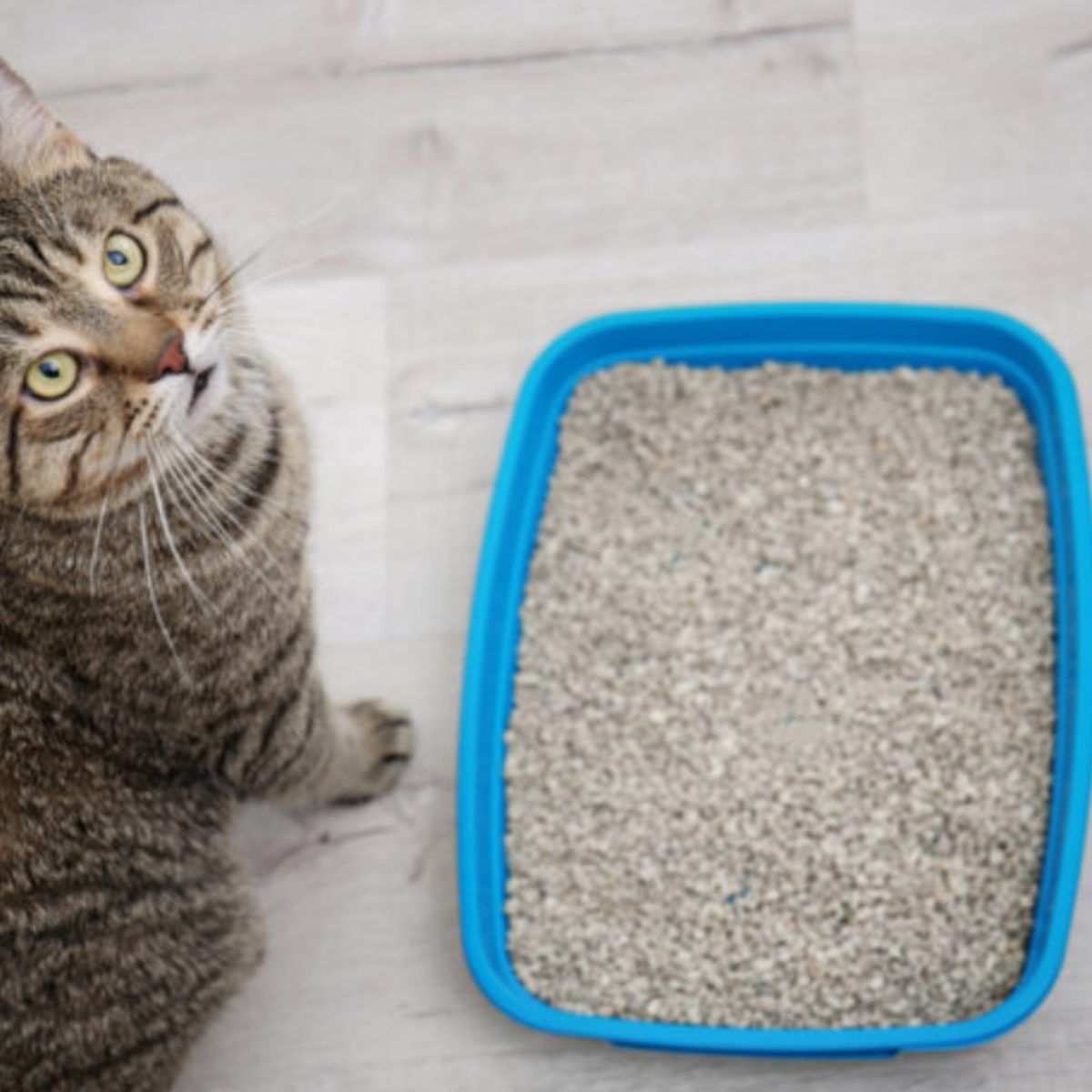 DOG REPUBLIC - Arena para Gatos 9 Kg Neutralizadora Olores Animal Republic