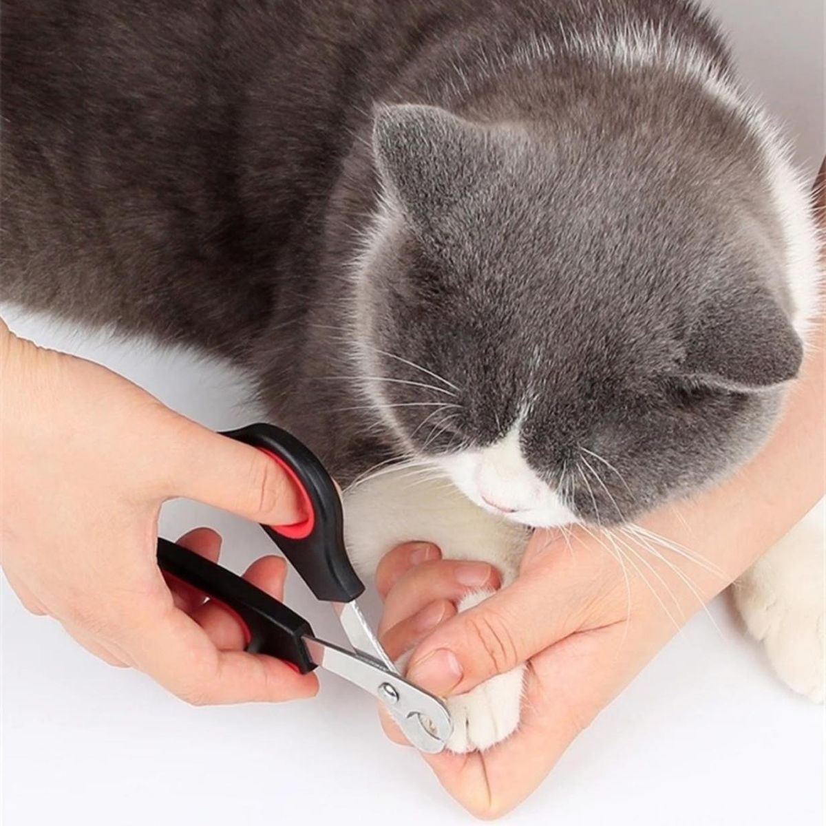 GENERICO - Corta Uñas Para Mascotas  Alicate Gatos Perros