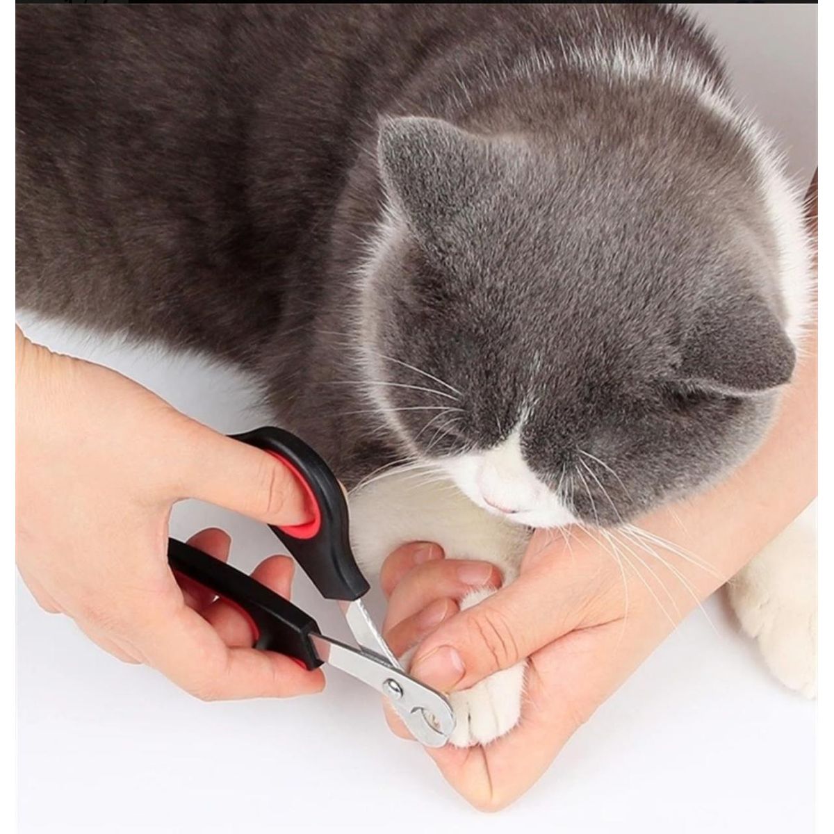 GENERICO - Corta Uñas Para Mascotas  Alicate Gatos Perros