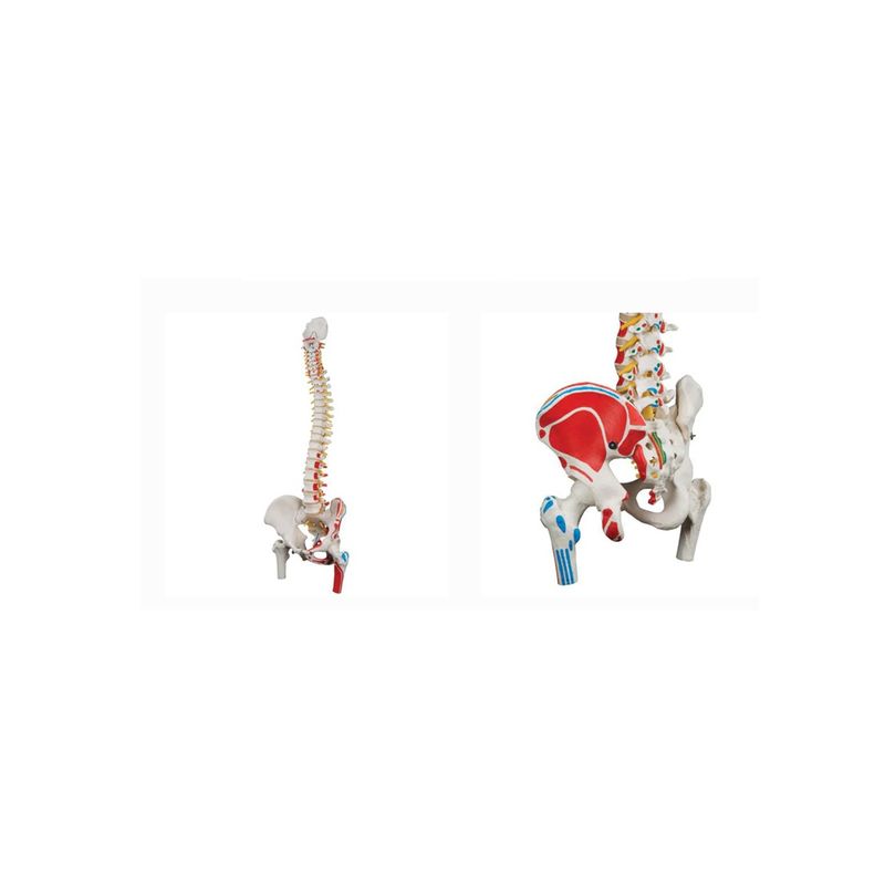 GENERICO - Columna Vertebral a Escala Humana con Fémur e Inserciones Musculares