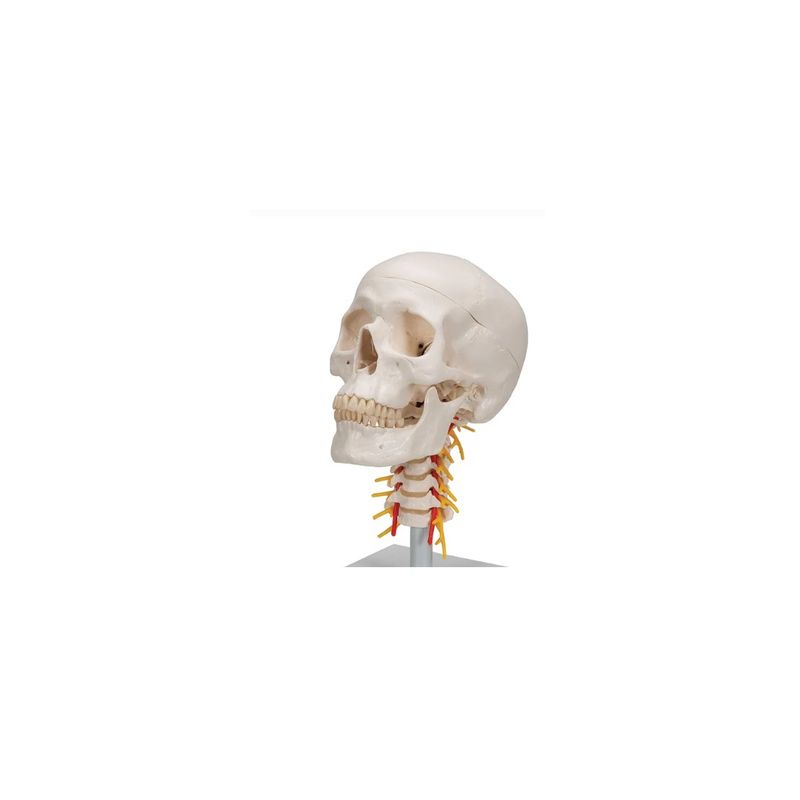 GENERICO - Cráneo con columna cervical