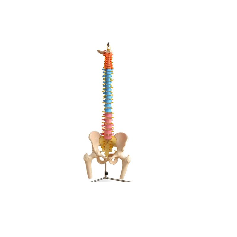GENERICO - COLUMNA VERTEBRAL DE T NATURAL DIDACTICA