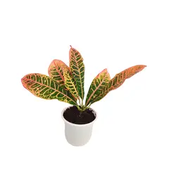 GENERICO - Croton Petra - Planta De Interior