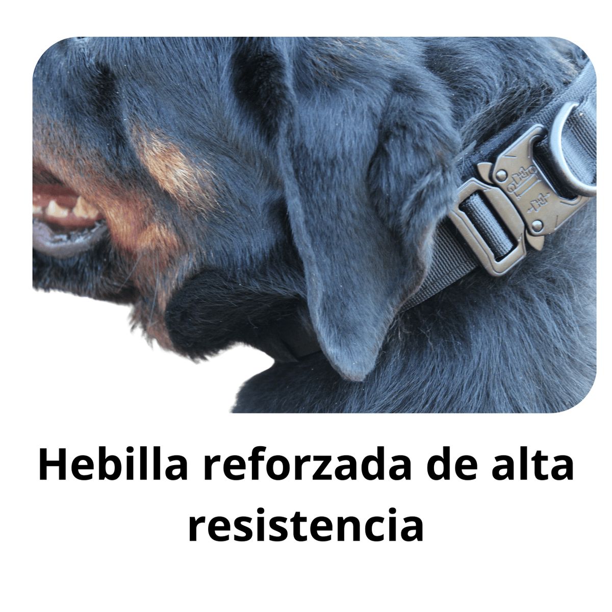 GENERICO - Collar táctico perro Negro XL