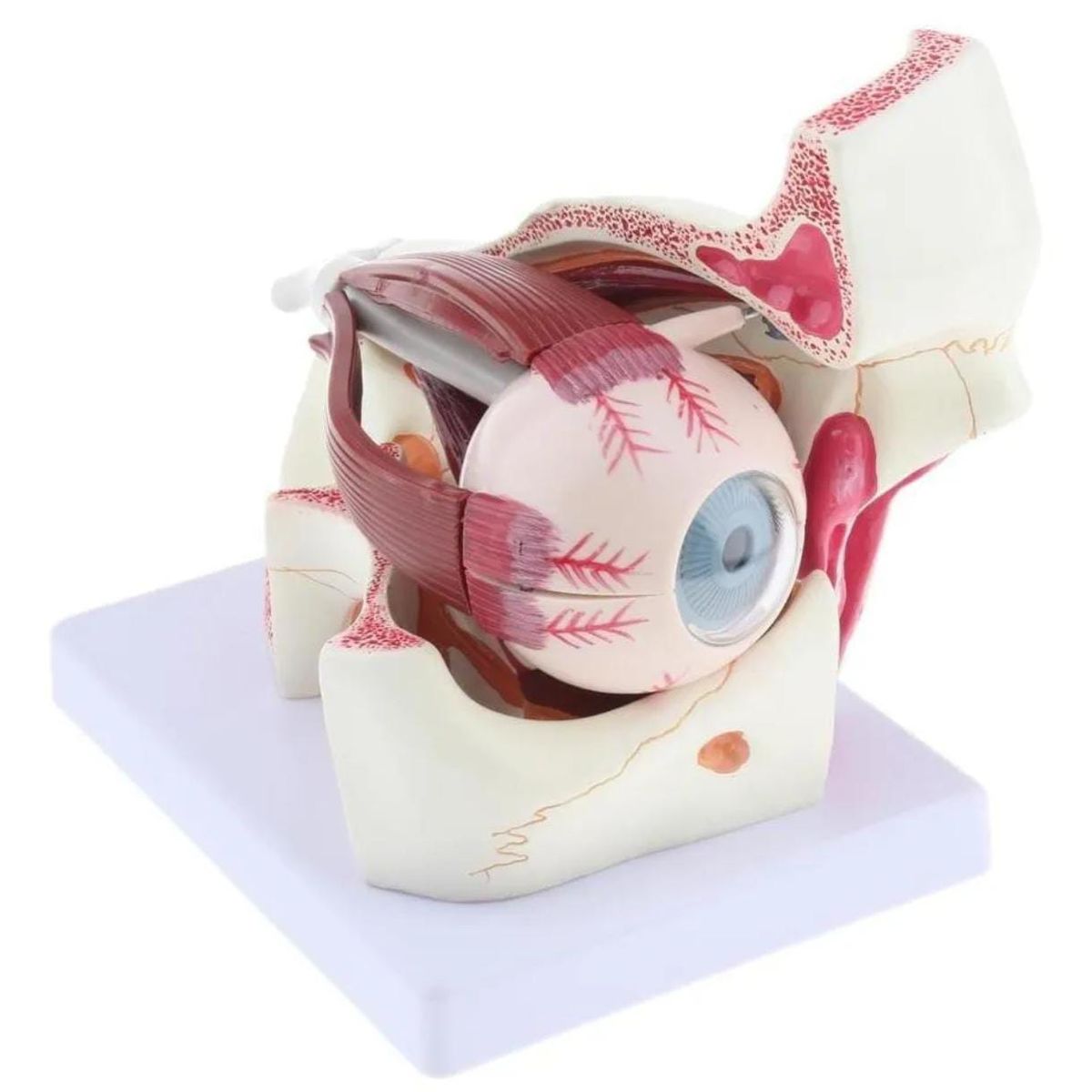 GENERICO - Ojo Humano - Modelo Anatmico Desarmable