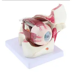 GENERICO - Ojo Humano - Modelo Anatmico Desarmable