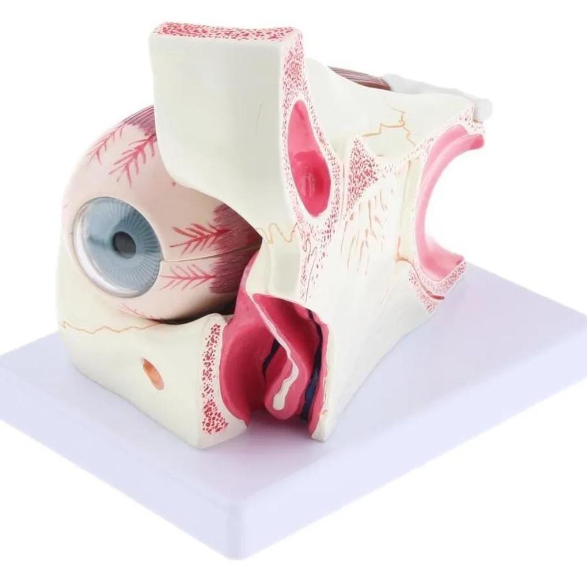 GENERICO - Ojo Humano - Modelo Anatmico Desarmable