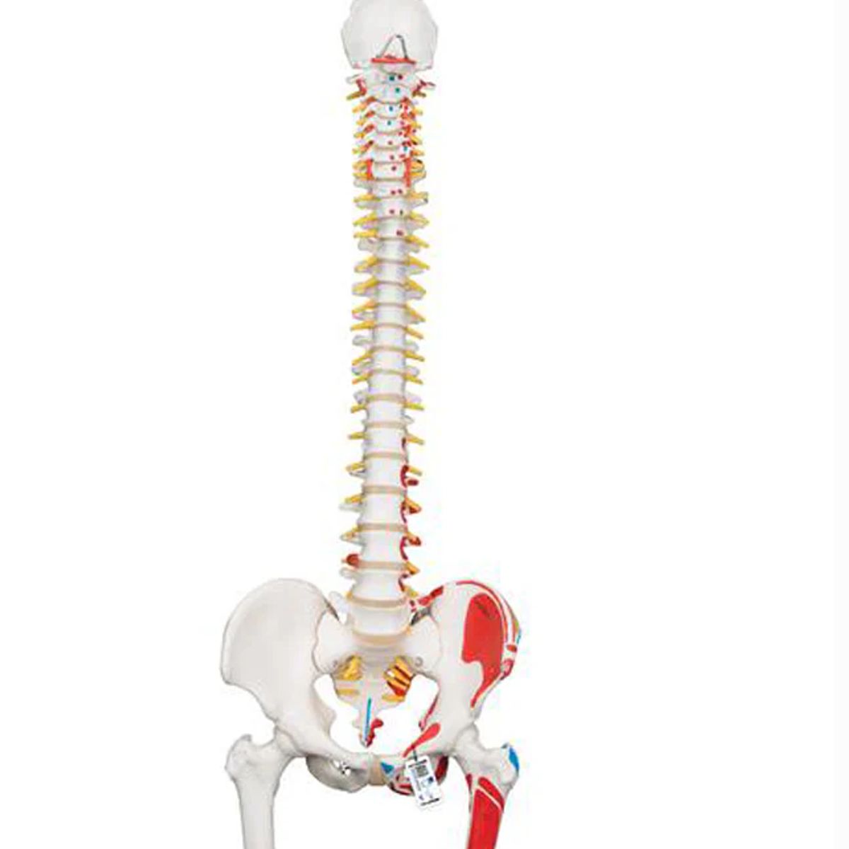 GENERICO - Columna Vertebral a Escala Humana con Fémur e Inserciones Musculares