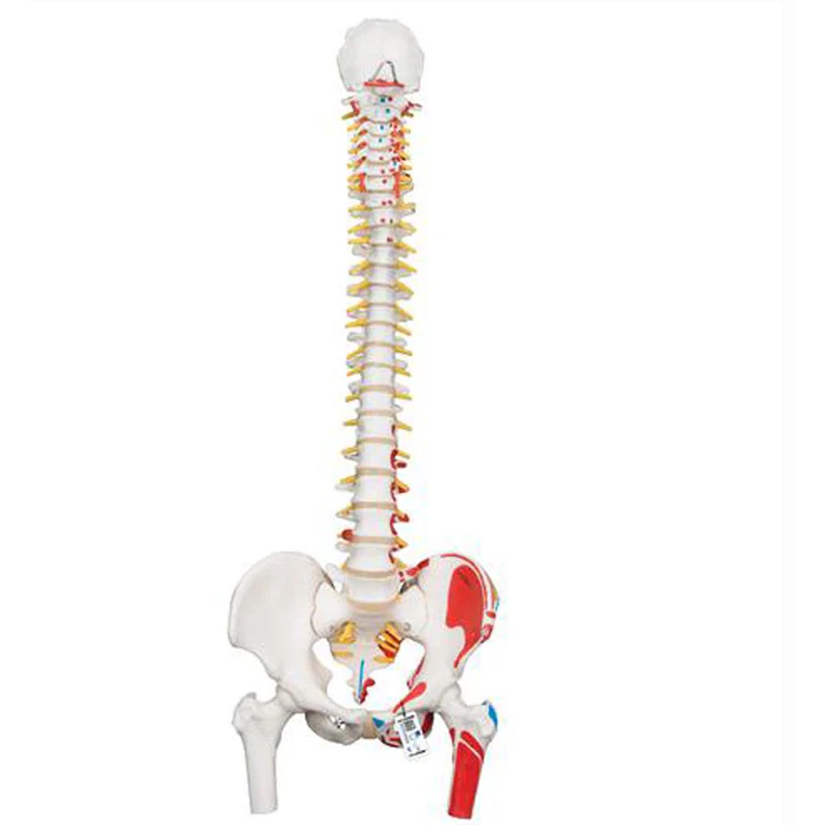 GENERICO - Columna Vertebral a Escala Humana con Fémur e Inserciones Musculares