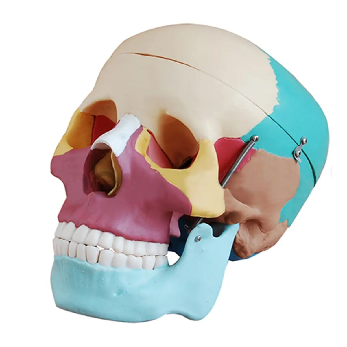 GENERICO - Modelo Anatómico de Cráneo Tamaño Real con Huesos Coloreados