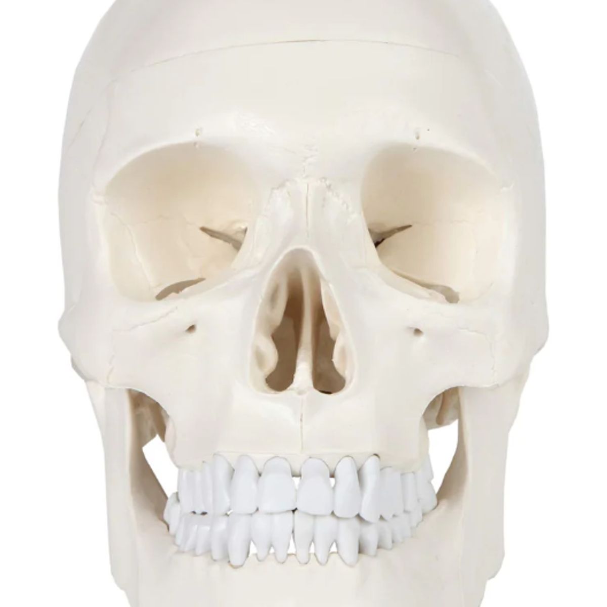 GENERICO - Cráneo con columna cervical