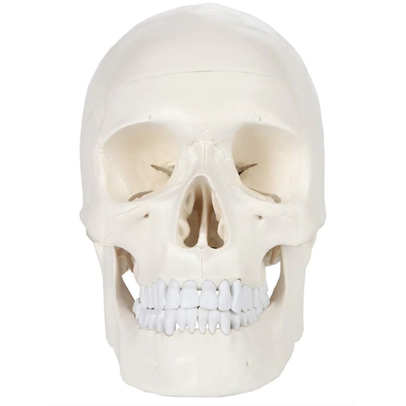 GENERICO - Cráneo con columna cervical.-
