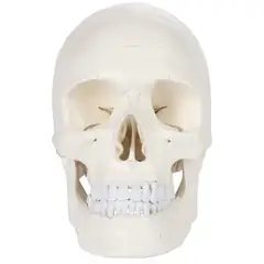 GENERICO - Cráneo con columna cervical