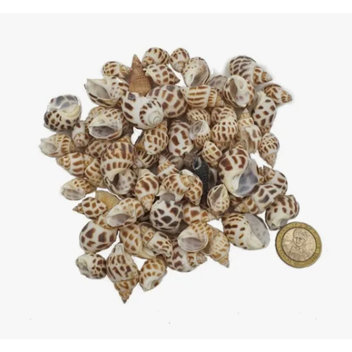 GENERICO - Conchitas Caracol Decorativas C-01