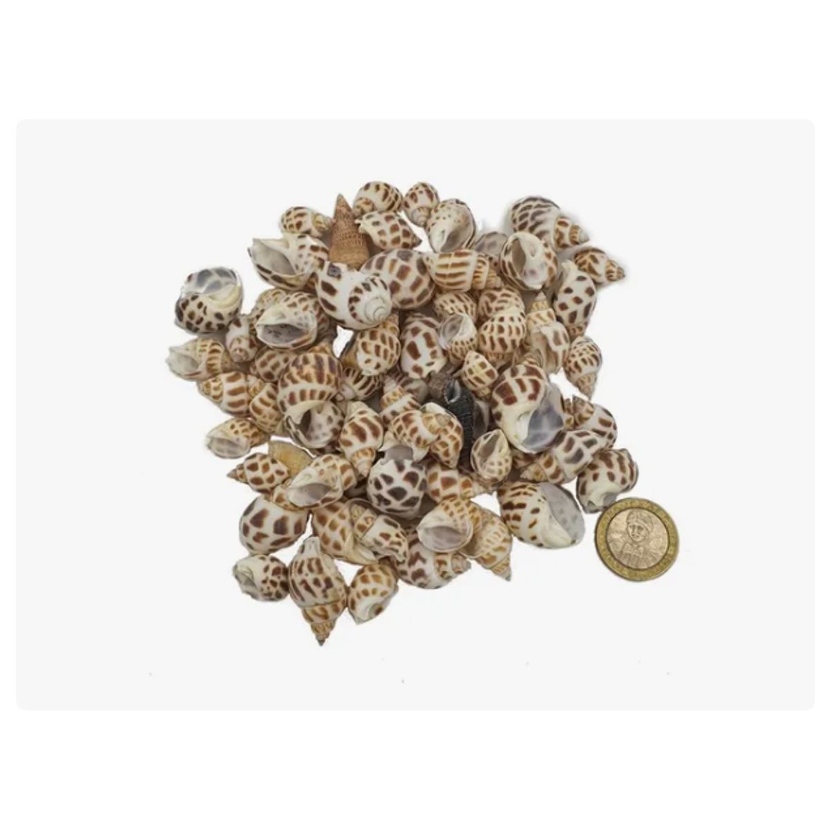 GENERICO - Conchitas Caracol Decorativas C-01