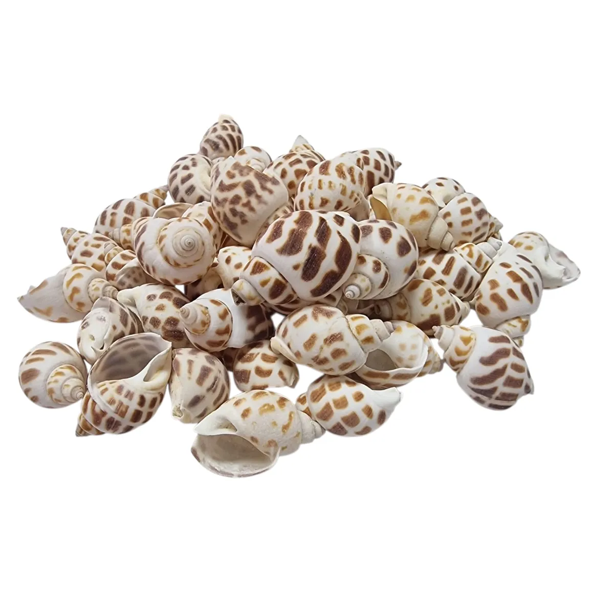 GENERICO - Conchitas Caracol Decorativas C-01