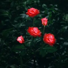 HOME NEAT - Luces LED solares de flores de rosas para exteriores Rojo