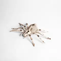 FRANK & MORTIS - Esqueleto Araña
