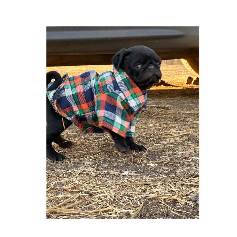 GENERICO - Camisa leñadora para perrito pequeño Talla L