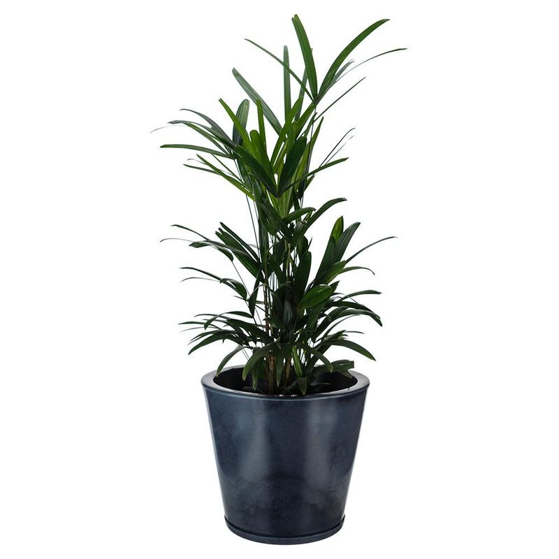 GENERICO - MACETERO FLORIDIS NEGRO EFECTO MARMOL GENEBRA 35CM ALTO CON PLATO