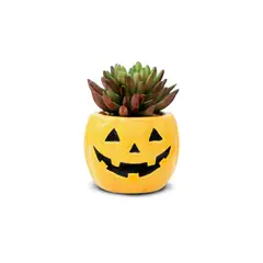 FRANK & MORTIS - Macetero de Calabaza