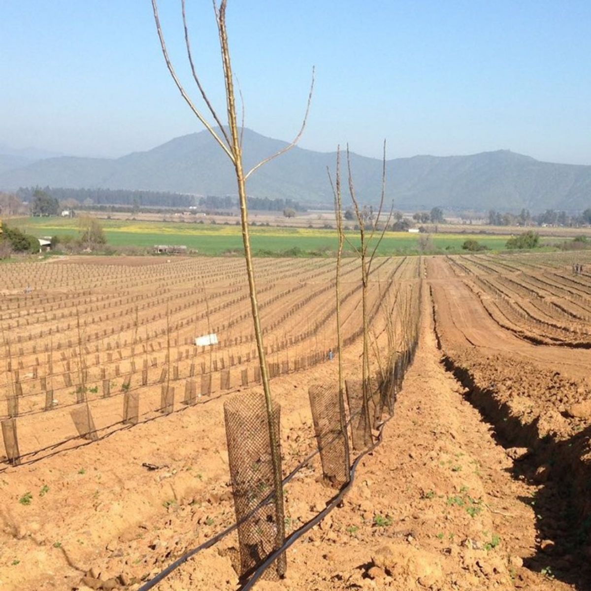 1880 - Malla Protector De Árbol O Anticonejo 16d (25cm ancho X 4 Metro largo)