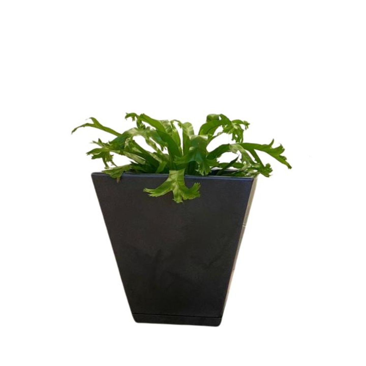 GENERICO - MACETERO FLORIDIS NEGRO EFECTO MARMOL ZURIQUE 34CM ALTO CON PLATO