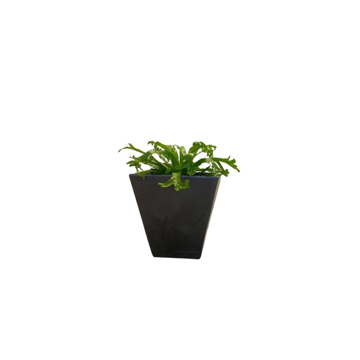 GENERICO - MACETERO FLORIDIS NEGRO EFECTO MARMOL ZURIQUE 34CM ALTO CON PLATO